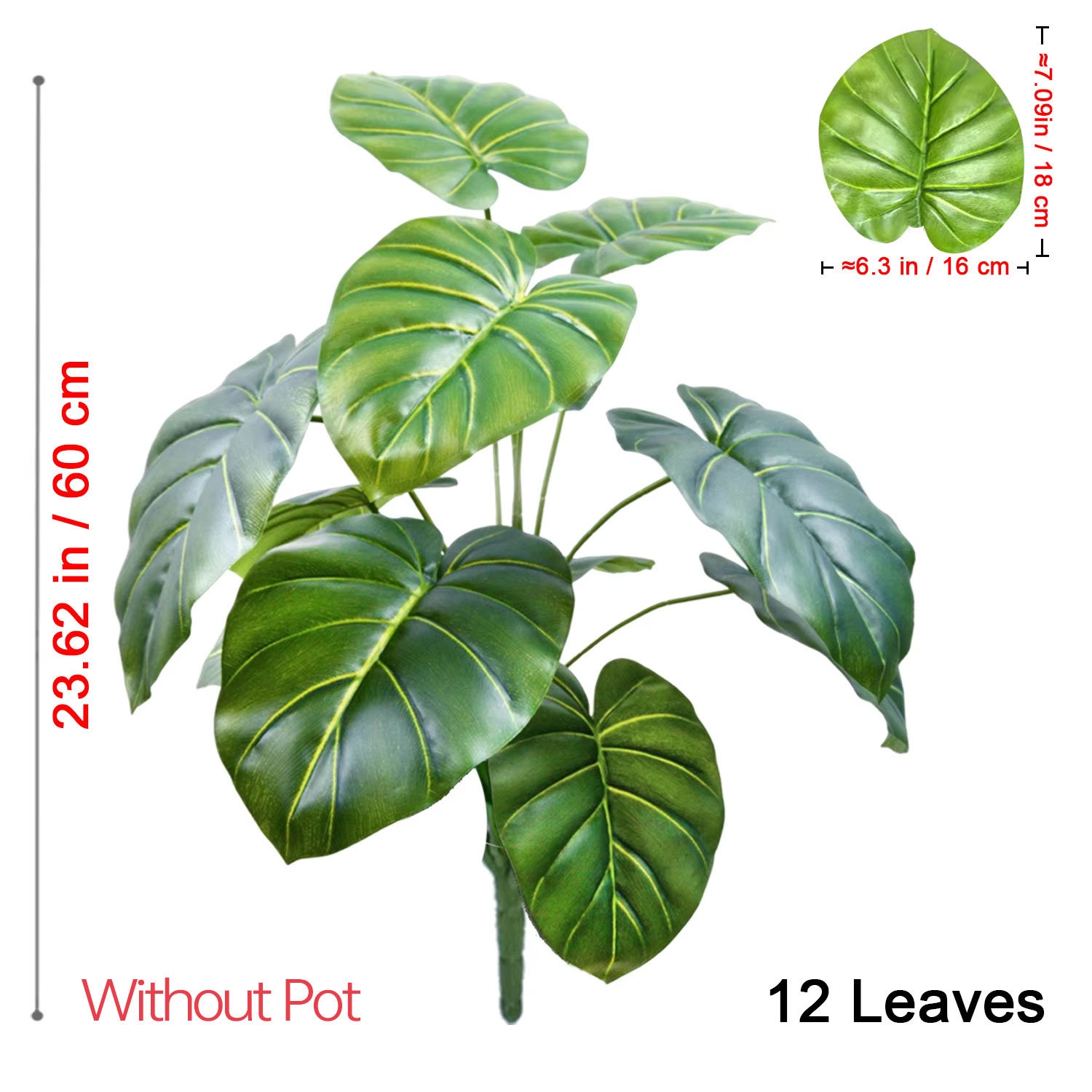 قطعة واحدة من شجرة النخيل الاص - مراجعة Monstera Adansonii وسعره