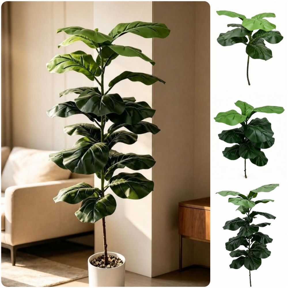 15/9/23 أوراق نبات التين الاصط - مراجعة Ficus Lyrata Tree وسعره