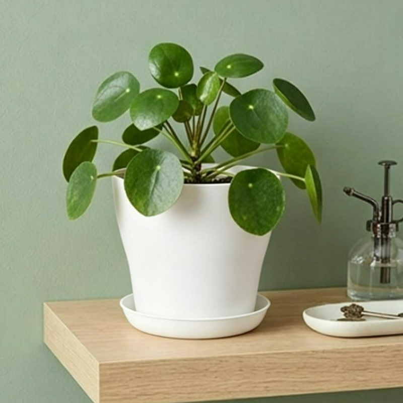 مجموعة أواني نباتات مع فتحات ت - مراجعة Aloe Vera Pot وسعره