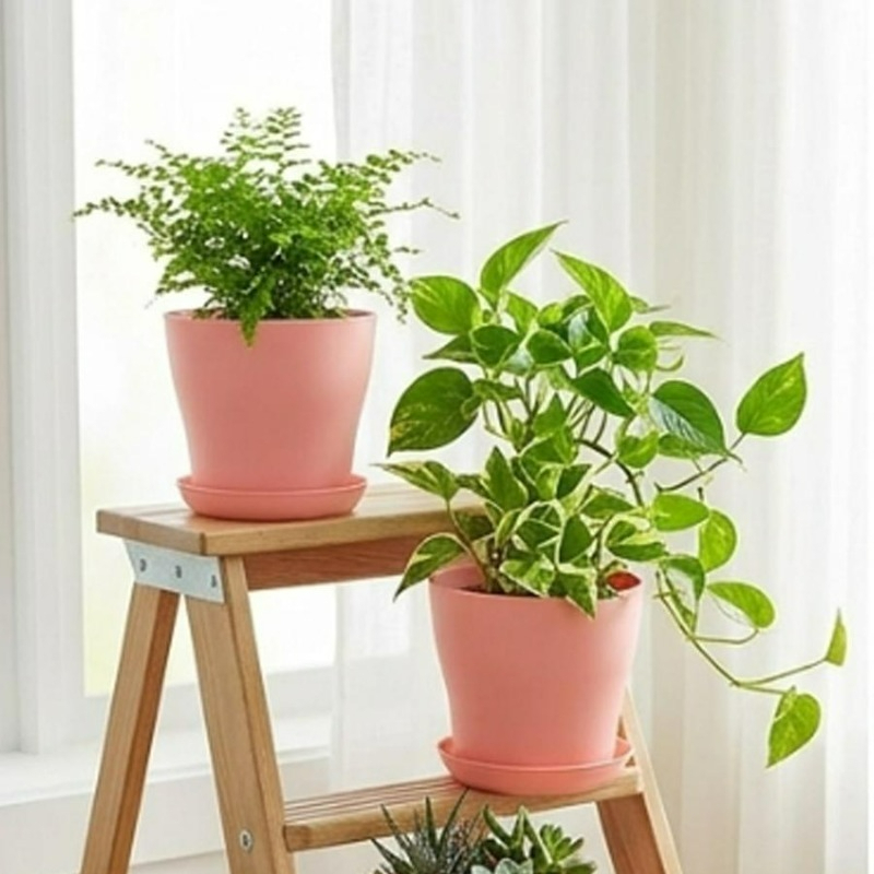 مجموعة أواني نباتات مع فتحات ت - مراجعة Aloe Vera Pot وسعره